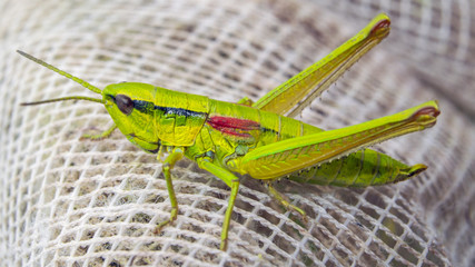 Green rasshopper sitting on white net