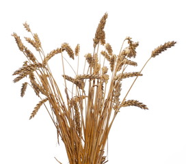 dry ripe ears wheat grain isolated on white, with clipping path