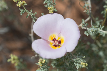 Winding Mariposa Lily, Purple Three Parted Flower Bloom