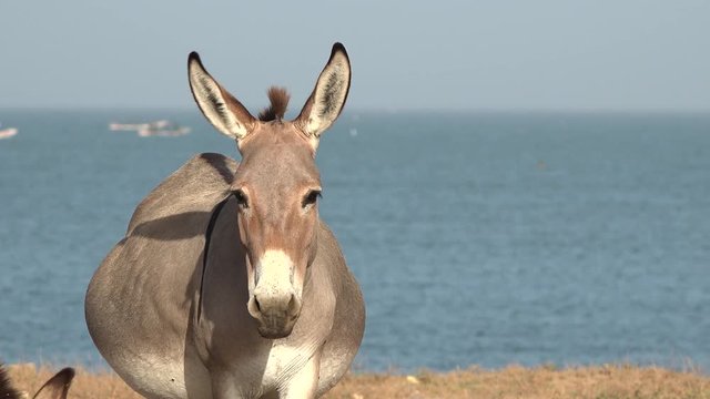 Donkey look around in the beach - Africa