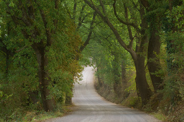 Rural country road surrounded by trees. Tuscany, Italy