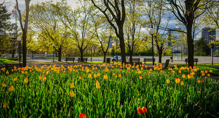 Tulip flowers at garden in spring