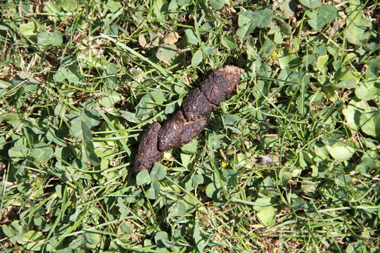 Hundekot auf der Wiese