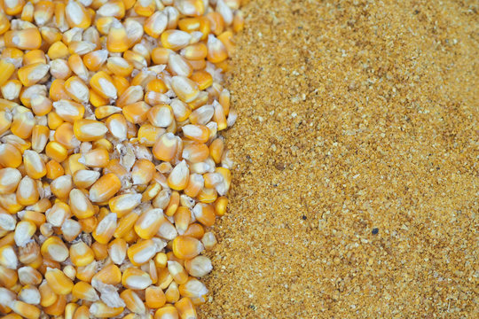 Yellow gold Corn Distiller's dried grains with solubles (DDGS) and corn grains are the nutrient rich co-product of dry -milled ethanol .The biofuel plants are a growing source