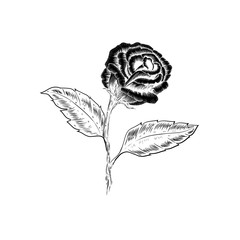 beautiful black and white bouquet rose and leaves. Floral arrangement isolated on background. design greeting card and invitation of the wedding, birthday, Valentine s Day, mother s day, tattoo.