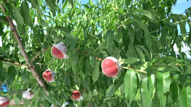 Yamanashi,Japan-June 30, 2018: Sweet peaches on a peach tree are blown by the wind.