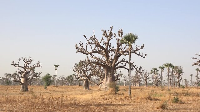 Heat African savanna, panoramic landscape - baobab trees in the background