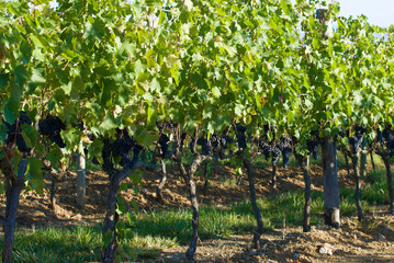 Fototapeta na wymiar Ripe grapes in the vineyards of Montalcino. Italy
