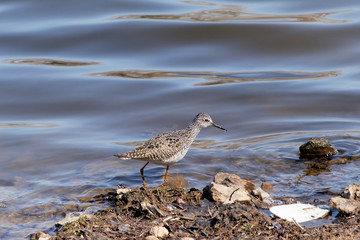 Lesser Yellowlegs