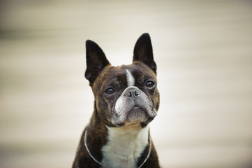 Boston Terrier dog outdoor portrait 
