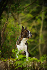 Boston Terrier dog outdoor portrait in forest