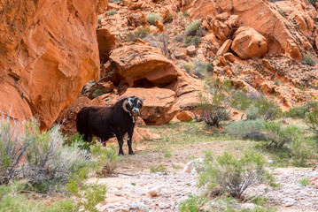 Sheep Horned Cow