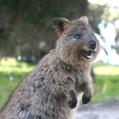 Laughing quokka - a little marsupial living on Rottnest Island near Perth, Western Australia © Ines Porada