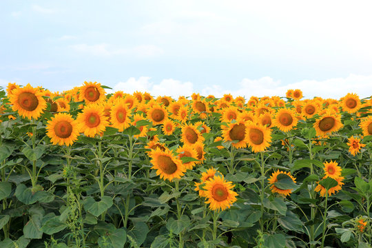 Fototapeta Поле с подсолнухами 