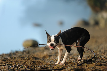 Boston Terrier dog outdoor portrait chewing on stick on rocky beach