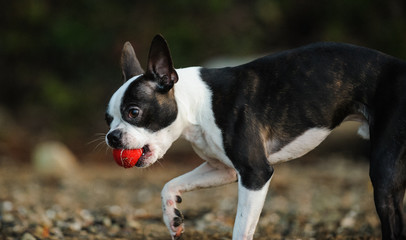 Boston Terrier dog outdoor portrait playing with red ball