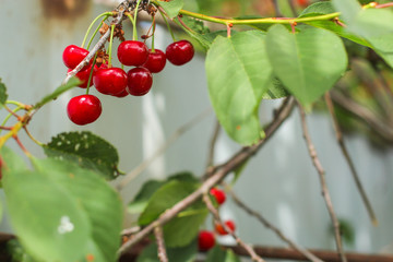 cherries - tasty and juicy berries. food background