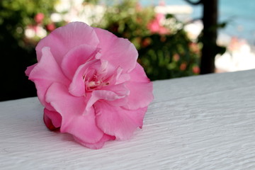 красивая розовая роза на фоне размытом фоне       