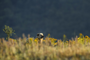 Anatolian Shepherd dog - beautifull large shepherd dog from Southeast Europe, Eastern Rodope mountains, Bulgaria.