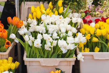 Tulips are stored in plastic boxes on the market. Yellow and white flowers on sale are in containers. Dutch flowers are on the counter. Growing plants for sale.