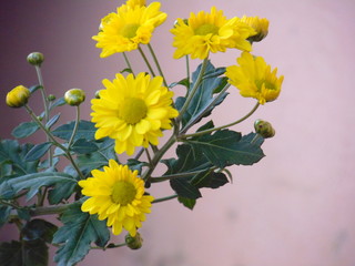 Margarida