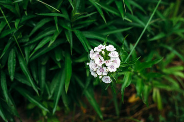 flower, nature, plant, green, flowers, pink, summer, garden, spring, purple, white, flora, blossom, bloom, wild, meadow, grass, bee, beautiful, field, petal, macro, beauty, blooming, botany