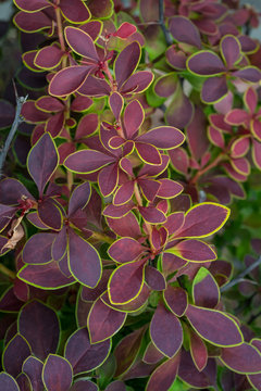 background of leaves of barberry, red, purple, with different shades, with green caim