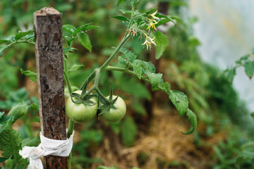 plant, green, garden, leaf, nature, vegetable, leaves, agriculture, spring, organic, fresh, tomato, growing, food, grow, growth, tree, farm, gardening, healthy, natural, field, summer, branch, flower