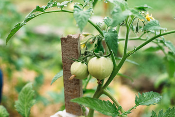 Fototapeta premium green, tomato, plant, garden, food, nature, vegetable, agriculture, tree, fruit, leaf, branch, tomatoes, fresh, healthy, natural, summer, organic, growth, grow, vine, farm, crop, growing, ripe