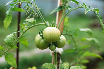 green, fruit, tree, apple, food, branch, nature, garden, leaf, healthy, agriculture, plant, fresh, summer, ripe, organic, tomato, leaves, apples, vegetable, natural, growth, harvest, crop, farm