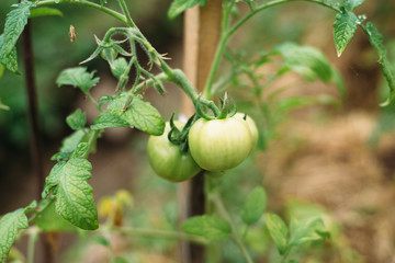 tomato, green, plant, food, vegetable, garden, agriculture, nature, leaf, tomatoes, fruit, organic, healthy, fresh, branch, growth, grow, vegetables, growing, farm, natural, summer, vegetarian, vine, 