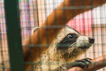 raccoon in a cage
