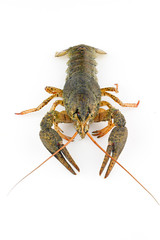 Live crayfish close-up