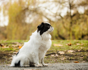 Japanese Chin dog outdoor portrait sitting in natural environment