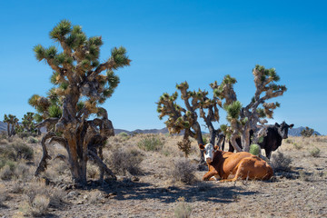 Cows under Joshua Trees