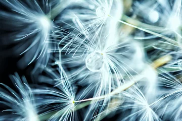 Cercles muraux Dent de lion Beautiful dandelion seeds macro with water drop. Dark and Soft light blue background. Abstract artistic image template. Copy space. Spring nature