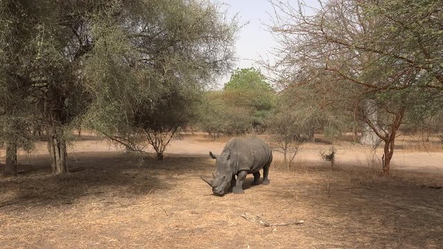 White rhinoceros in the wild - Africa