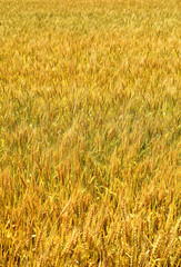 Background of wheat field