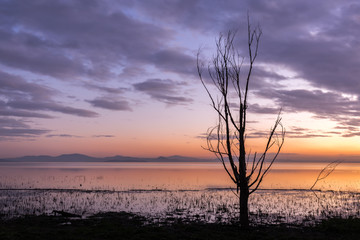 Moody lake shore at sunset, with sun light reflecting on water, and skeletal trees