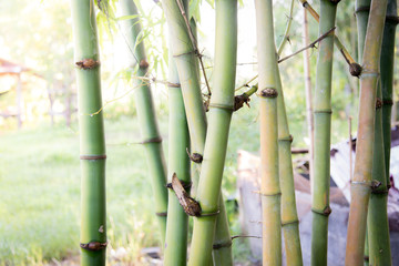 Blurred bamboo forest nature background.