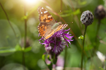 Distelfalter (Schmetterling)