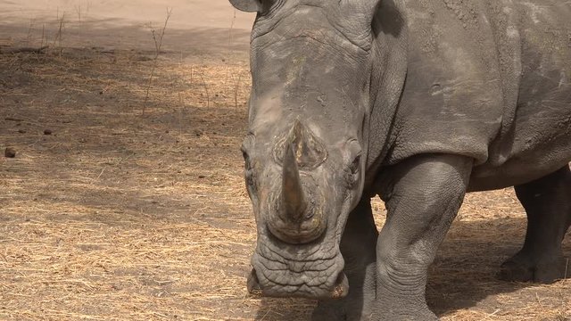 White rhinoceros in the wild - Africa
