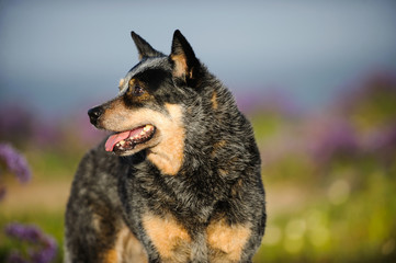 Australian Cattle Dog outdoor portrait in field with purple flowers