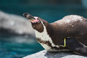 フンボルトペンギン のストック写真 ロイヤリティフリーの画像 ベクター イラスト Adobe Stock