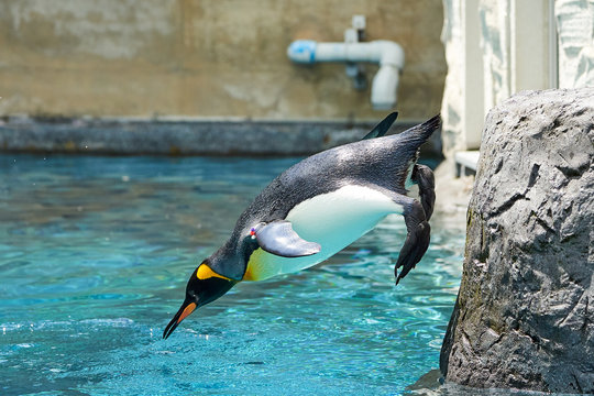 プールに飛び込むキングペンギン