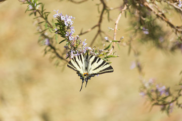 butterfy Papilio machaon spring