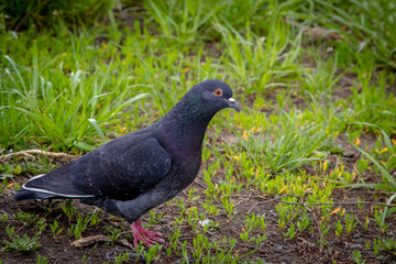 City doves or City pigeons (Columba livia f. domestica)