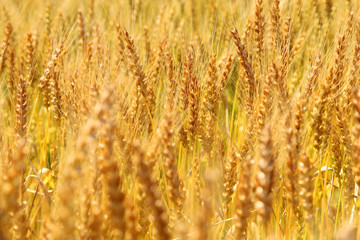 Fototapeta premium Golden wheat ears on field