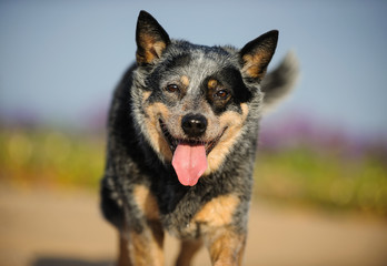 Naklejka na ściany i meble Australian Shepherd dog outdoor portrait with big smile