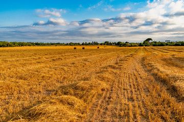 Field of yellow straw with blue sky and straw bales.